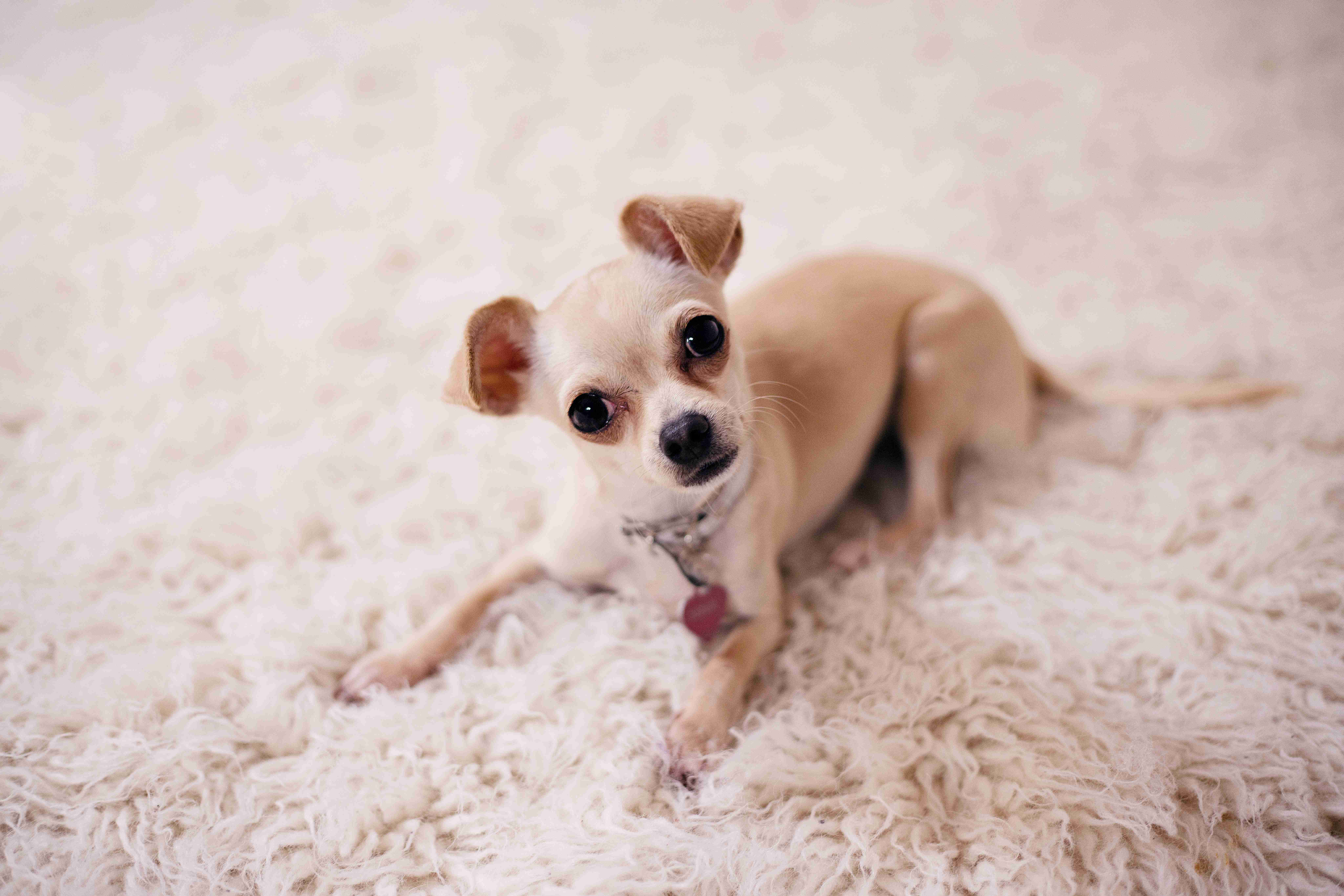 How can you prevent a Chihuahua's anger from escalating into destructive behaviors?